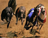 Wimbledon Greyhound Derby Wimbledon Greyhound Derby
